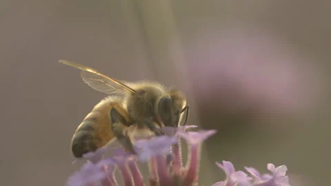 A bee sipping nectar from a flower in close-up. Stock Footage 267466177