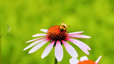 Bee sit on the echinacea flower. Pollination of a flower close-up.. Stock Photos