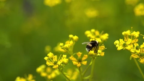Bee sit on a flower Vidéo 277436710