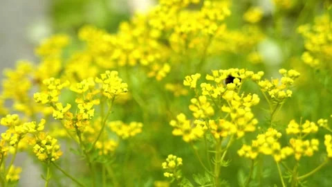 Bee sit on a flower Stock Footage 277436722