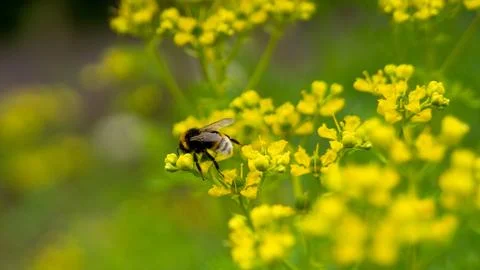 Bee sit on a flower Photos