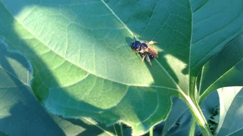 Bee sit on the Green Leaf of Helianthus tuberosus Jerusalem artichoke Close Up Stock Footage 106364267