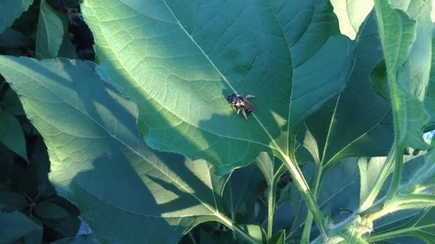 Bee sit on the Green Leaf of Helianthus tuberosus Jerusalem artichoke Close Up 2 Stock Footage 106364269