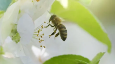 Bee sits on an apple tree flower to collect pollen. Slow motion macro shot of 스톡 동영상 194421632
