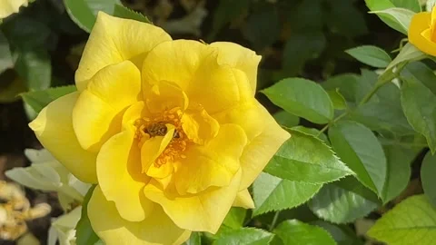 A bee sits on a beautiful rose. Bees and flowers. 4K 库存影片 204935133