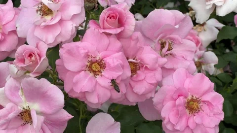 A bee sits on a beautiful rose. Bees and flowers. 4K Stock Footage 204935472