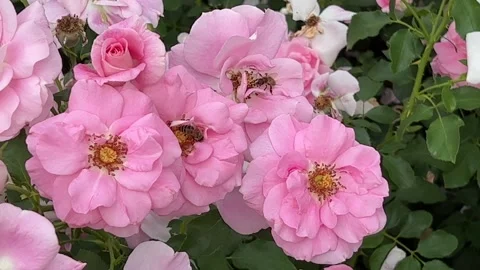 A bee sits on a beautiful rose. Bees and flowers. 4K Stock Footage 204935530