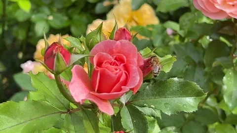 A bee sits on a beautiful rose. Bees and flowers. 4K Stock Footage 204935575