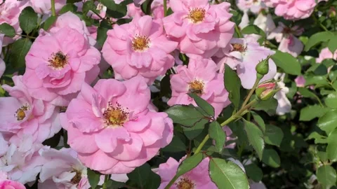 A bee sits on a beautiful rose. Bees and flowers. 4K Видео 204935677