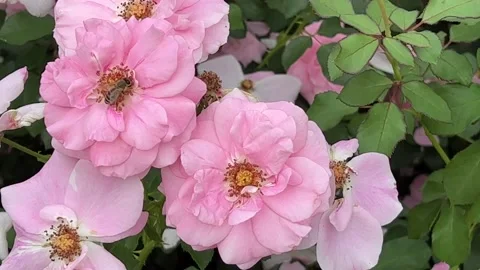 A bee sits on a beautiful rose. Bees and flowers. 4K Stock Footage 204935914