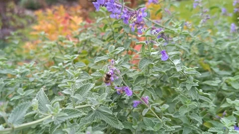 A bee sits on bright flowers Stock Footage 319339076