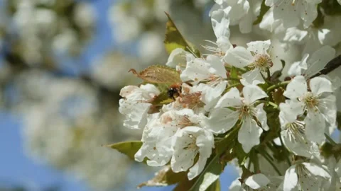 A bee sits on cherry blossoms and shakes pollen out of its eyes with its paws. Video stock 240136331