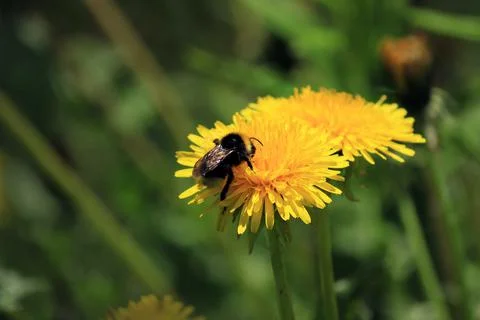 A bee sits on a dandelion close-up Stock Photos