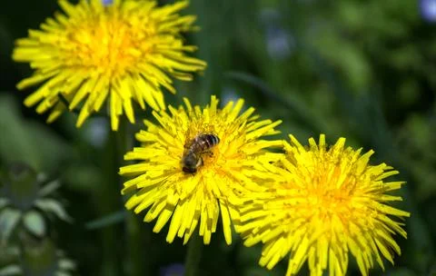 A bee sits on a dandelion Stock Photos
