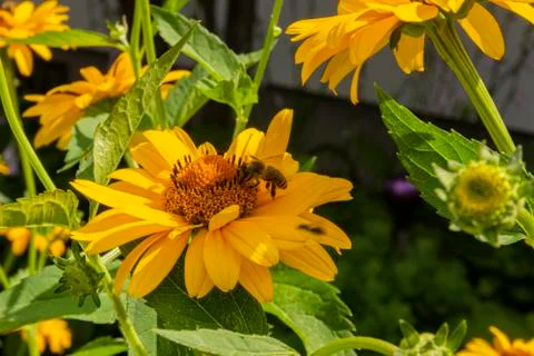 Bee sits on false sunflower Stock Photos