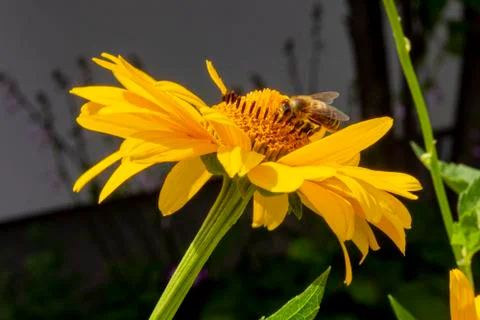 Bee sits on false sunflower Stock Photos