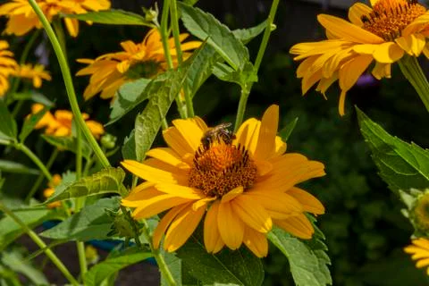 Bee sits on false sunflower Stock Photos