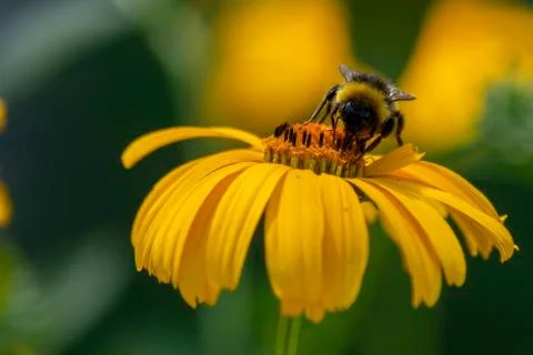 Bee sits on false sunflower Stock Photos