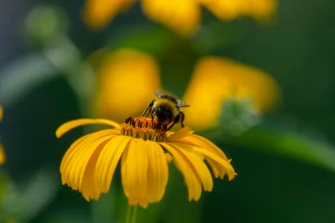 Bee sits on false sunflower Stock Photos