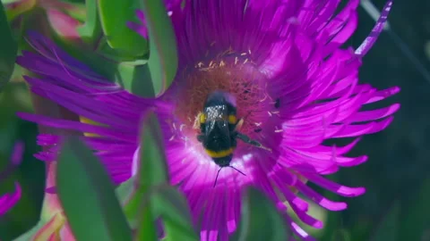 Bee sits on a flower collects nectar Video stock 242014183