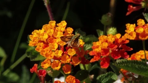 Bee sits on flower Stock Footage 79468402