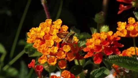 Bee sits on flower Stock Footage 79468465
