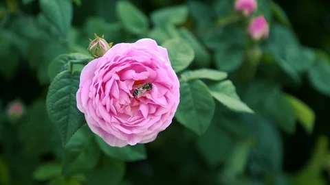 A bee sits on a flower Stock Footage 126010761