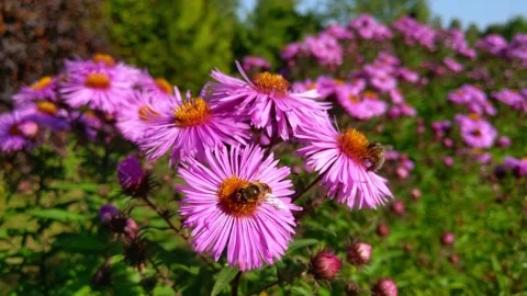 A bee sits on a flower in the garden. Stock Footage 141838912