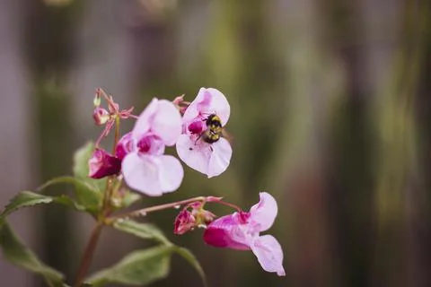 A bee sits on a flower Stock Photos