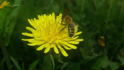 Bee sits on a flower Stock Photos