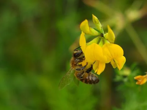 A bee sits on a flower Stock Photos