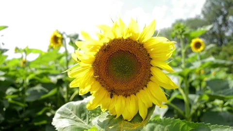 The bee sits on the flower of a sunflower Stock Footage 94155064
