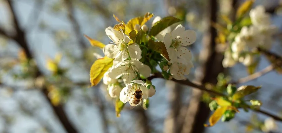A bee sits in a flower on a tree in spring, collects nectar and makes honey.  Stock Photos