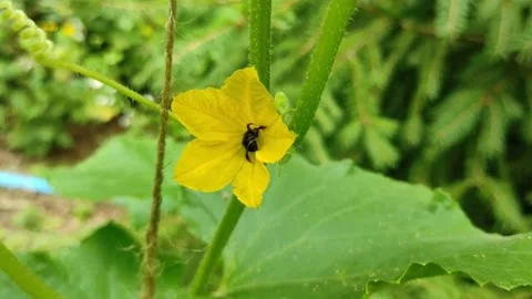 A bee sits on a flower of a young growing cucumber Stock Footage 201026171