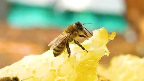 A bee sits on honeycombs in an apiary Stock Footage 203946522
