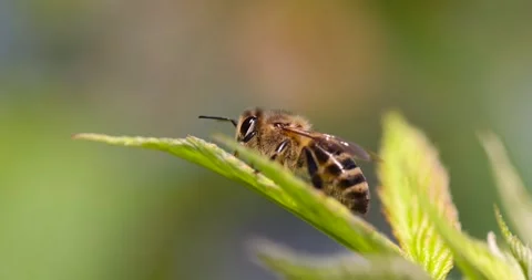 A bee sits on a leaf of a raspberry bush, a raspberry bush and one bee on a Stock Footage 278444027