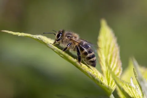 A bee sits on a leaf of a raspberry bush Stock Photos