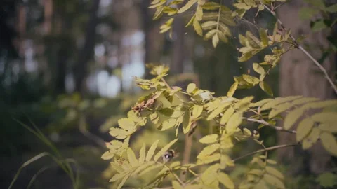 A bee sits on a leaf of a tree Video stock 305331228