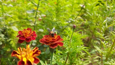 A bee sits on a marigold flower. Stock Footage 147525515