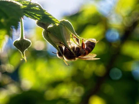 A bee sits on a raspberry flower Foto stock