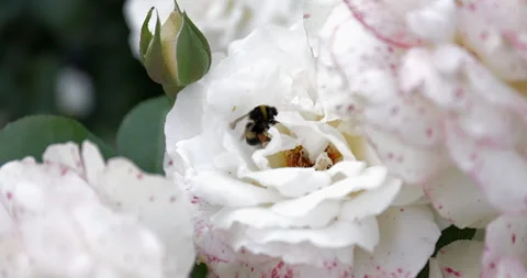A bee sits in a rose Vidéo 245351510