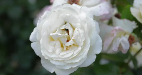Bee sits in a rose looking for nectar and flies away Stock Footage 245341196