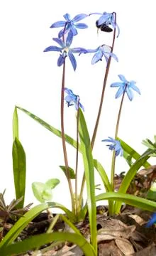 A bee sits on a snowdrop Stock Photos