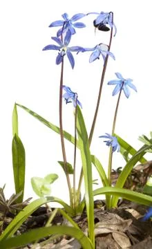 A bee sits on a snowdrop Stock Photos