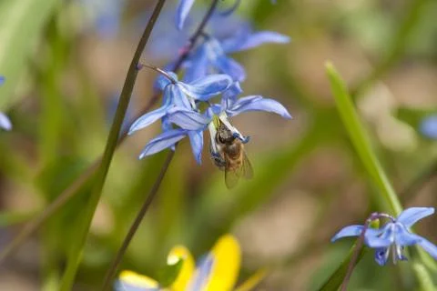 A bee sits on a snowdrop Stock Photos
