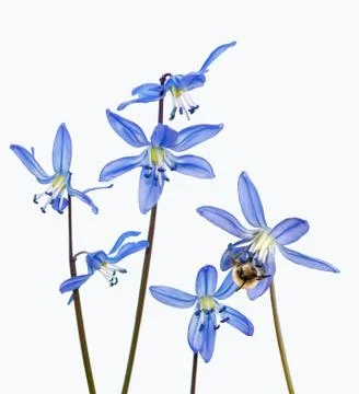 A bee sits on a snowdrop Stock Photos