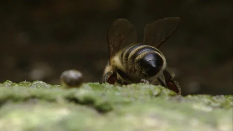 Bee sits on a stone and drinks water Stock Footage 279180709