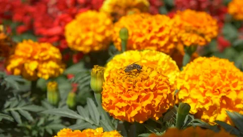 Bee Sits on Tagetes Erecta Stock Footage 134284843