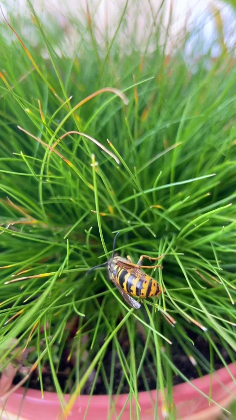 A bee sits on a tuft of thin green grass. Vertical video. 스톡 동영상 318967738