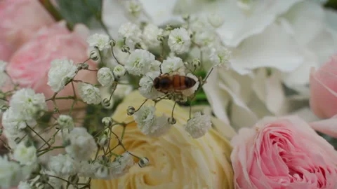 Bee sits on white flowers Stock Footage 150747213